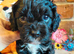 Quality True mini Cavapoo puppies in Eastleigh, Hampshire