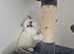 Pure Ragdolls - ONE BLUE FEMALE LEFT