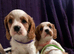 Beautiful cavalier King Charles puppies