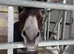 Two lovely, gentle female donkeys looking for a loving home together