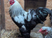 Large Fowl Exhibition Dark Brahma X 6 Hatching Eggs