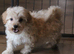 Holistic Toy Poodle Puppies