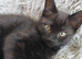 Beautiful black long hair kittens
