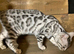 Rehome 2 Bengals