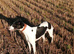 Whippet puppies expected October