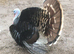 STILL WANTED A Trio of Heritage Bronze Turkeys