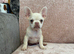 Frenchie puppies