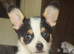 Papillion x chihuahua