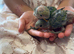 Peach Faced LoveBird Chicks Hand Reared