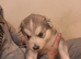 Huskie puppy