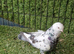 Kurdish pigeons