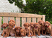 Stunning KC Vizsla Puppies