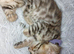 Pure pedigree bengal kittens