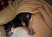 Miniature Dachshund X