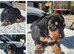 PRA CLEAR MINIATURE DACHSHUND PUPPIES