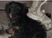 Dachshund X