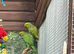Indian ring neck