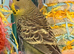 9 week old baby budgies available