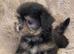 Gorgeous Shorkie Puppies Vaccinated &Microchipped