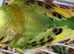 5 young budgies for sale in Maidstone