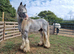 10yo 12hh Blagdon Stallion
