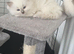 Ragdoll blue point kittens