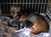 True mini dachshound.