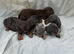 Miniature Dachshunds puppies