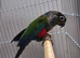 Red chest conure