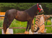 Molly stunning black cob mare