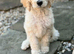 READY NOW! Standard poodle puppies kc registered