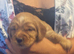 2 KC registered working Cocker Spaniel boys.