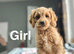 Stunning litter of cockapoo puppies