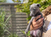 Whippet x Italian Greyhound