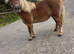 Chestnut Shetland mare