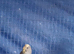 2 blue budgies