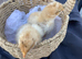 Buff Orpington 4 - 8 week old chicks