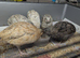 Quails coturnix