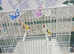 Siberian goldfinch pairs all DNA