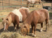 Two fabulous kids ponies