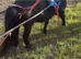 Bob - A Super Shetland
