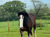 Shire mare