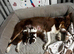 Stunning Merle Border Collie puppies for sale