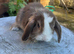 Mini lops ready now