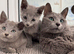 Loving, cuddly pedigree Russian Blue