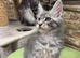 Stunning Mainecoon Kittens