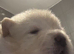 2 stunning male chow chow Puppys left