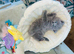 CHUNKY  GCCF REGISTERED PEDIGREE  BRITISH SHORTHAIR BLUE KITTENS