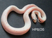 Caramel palmetto corn snake baby