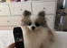 Male teacup Pomeranian